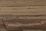 Permineralized Wood Covered In Sparkling Quartz - Germany #302051-1